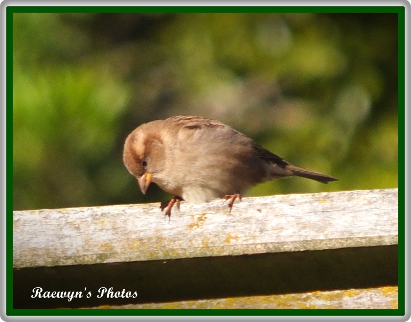 sparrow1