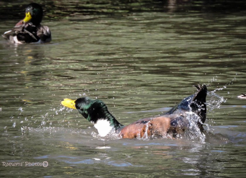 Ducks in Motion-078