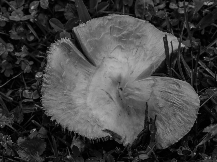 Mushroom (1 of 1)