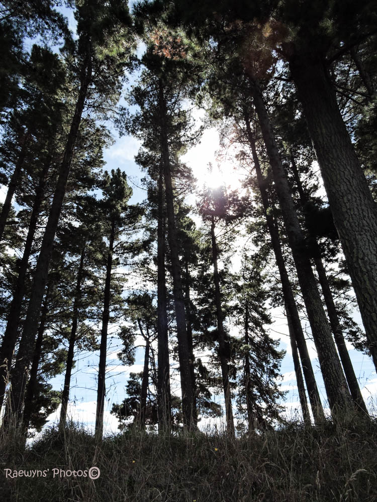 Wide Angle Pines