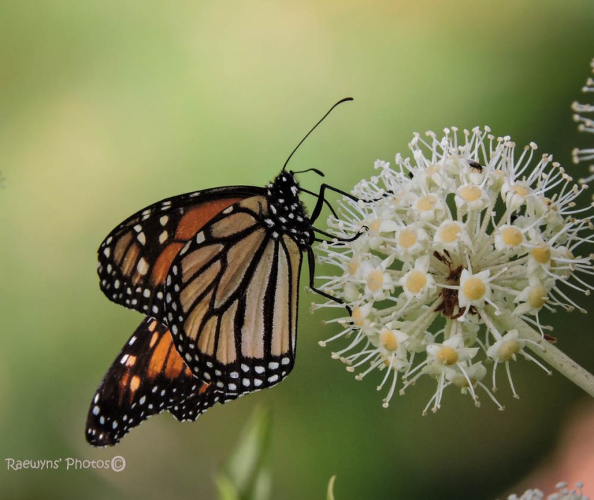 Monarch Butterfly-506