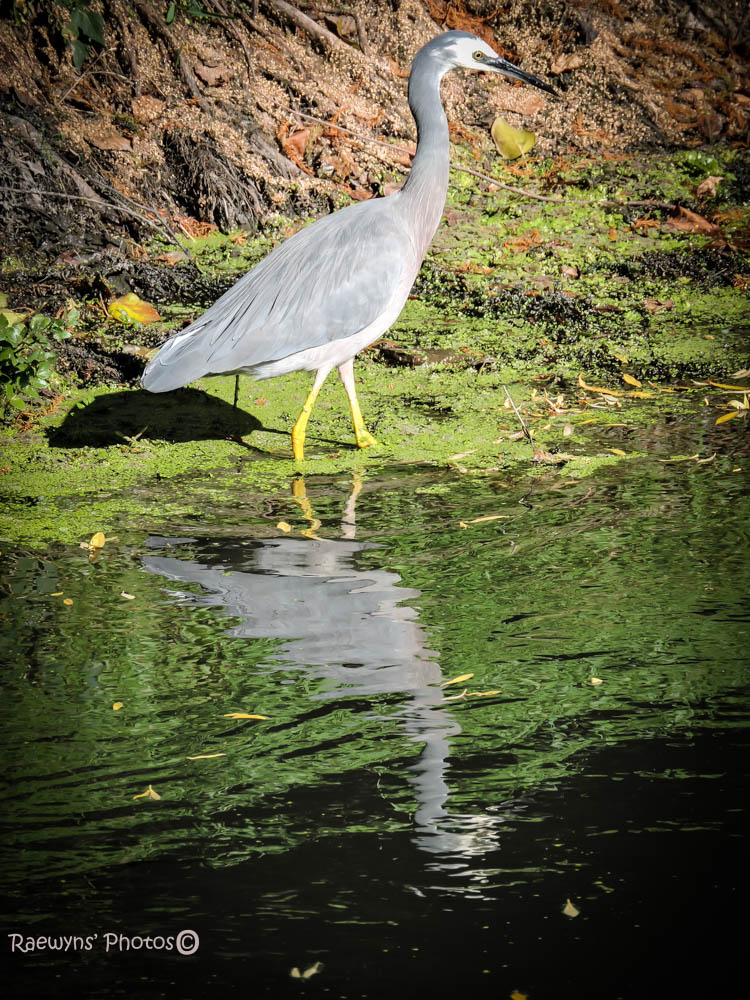 Subtle Heron Reflections-166