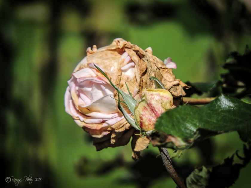 End of the Roses-9349