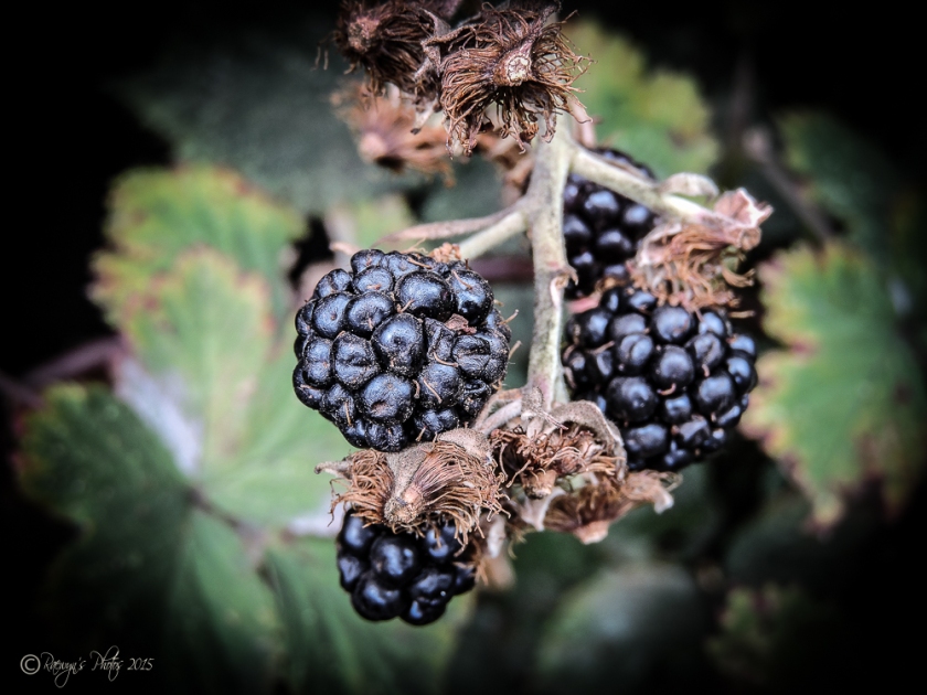 Blackberries-1821