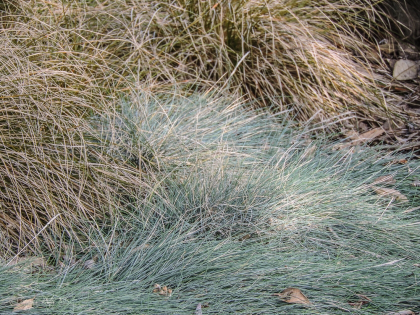 Grasses-361