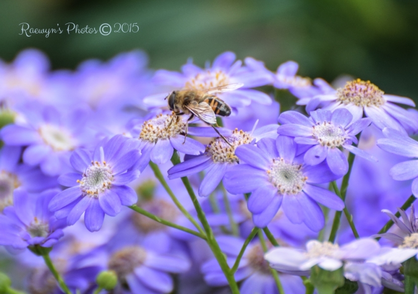 Social Snappers Garden Bees--10
