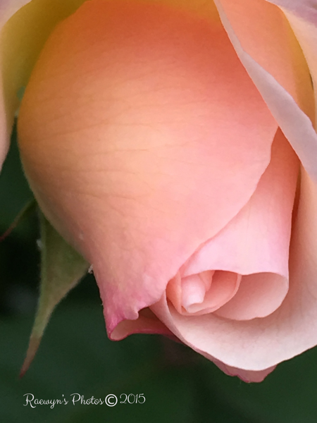 Original Rose-