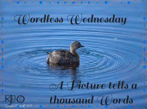 Wordless Wednesday banner