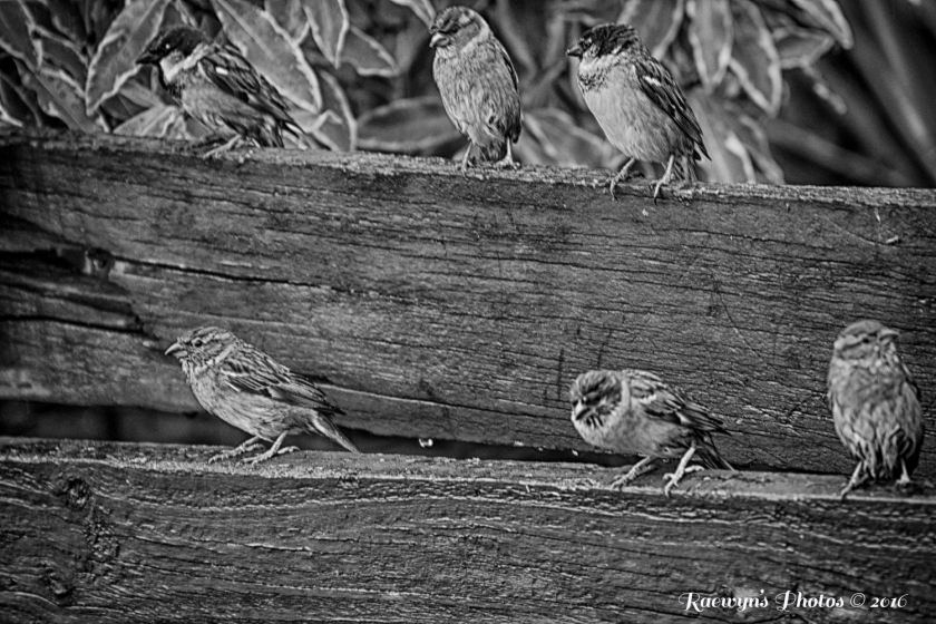 6 Sparrows-