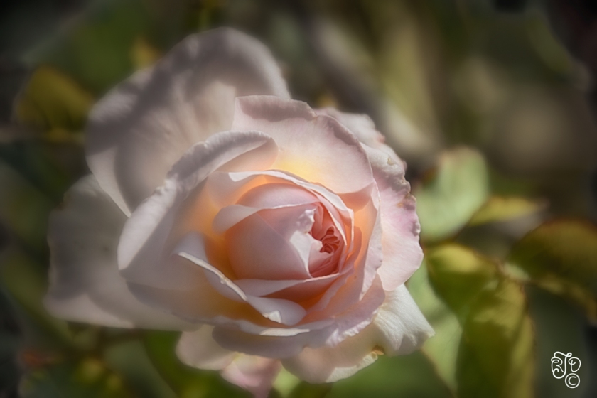Peach Rose-