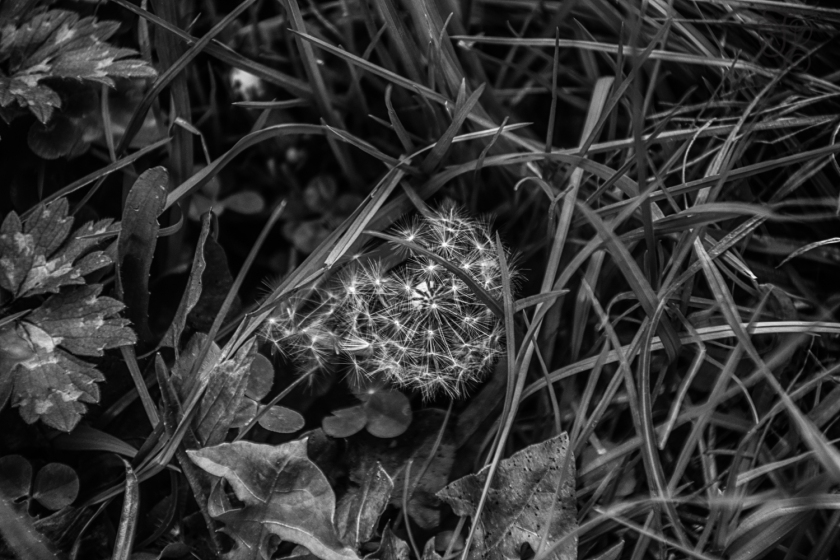 Camouflaged Dandelion-