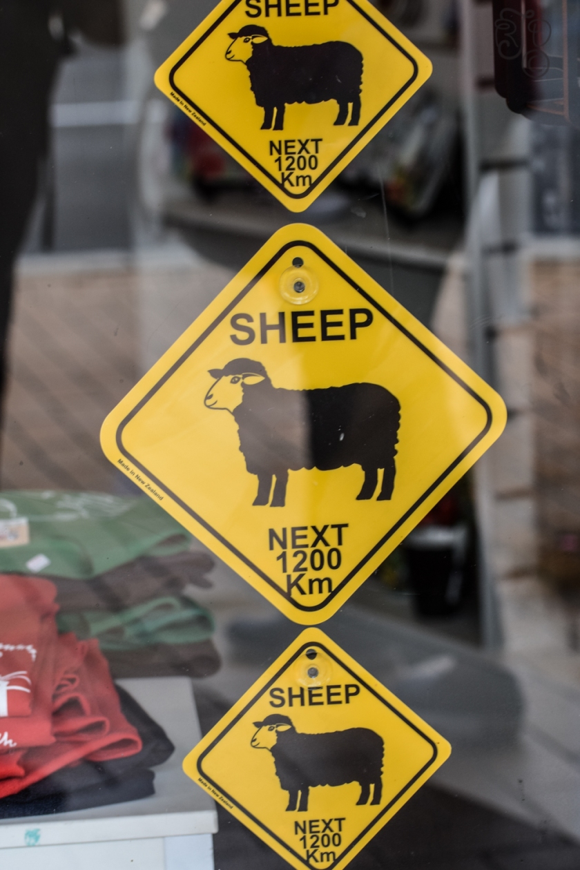 Beware of Sheep-385